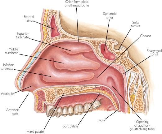 vestibule of nose