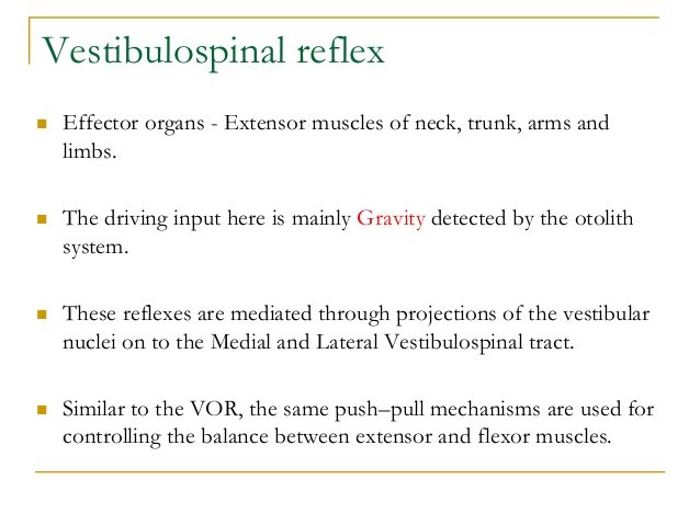 vestibulospinal reflex