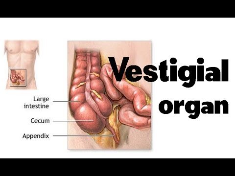 vestigial organ