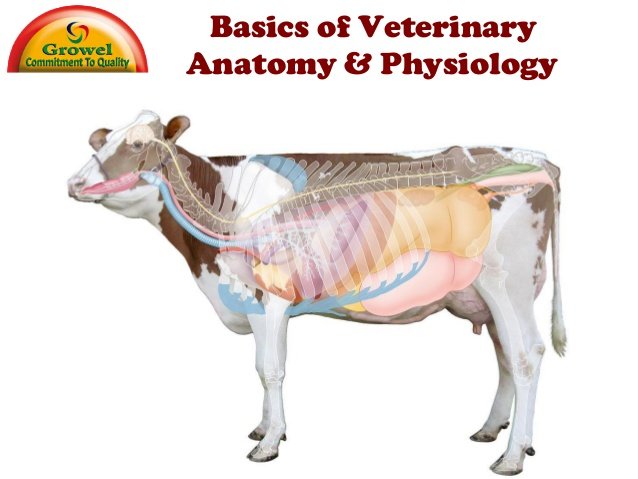 veterinary anatomy