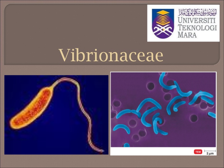 vibrionaceae