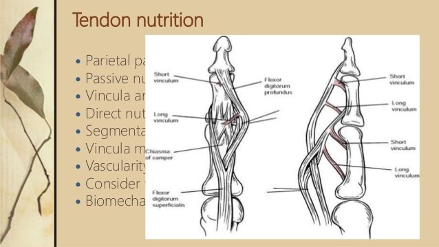 vinculum of tendons