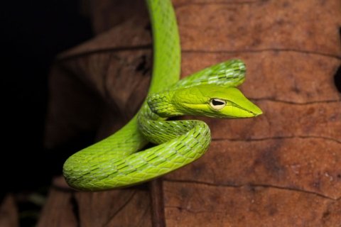vine snake