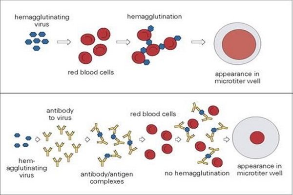 viral hemagglutination