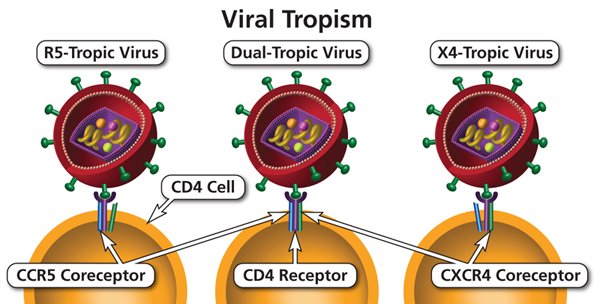 viral tropism