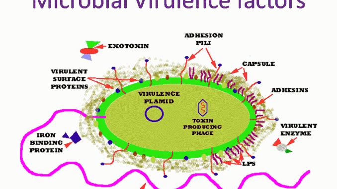virulence
