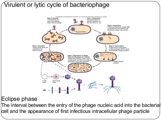 virulent bacteriophage