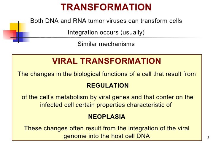 virus-transformed cell