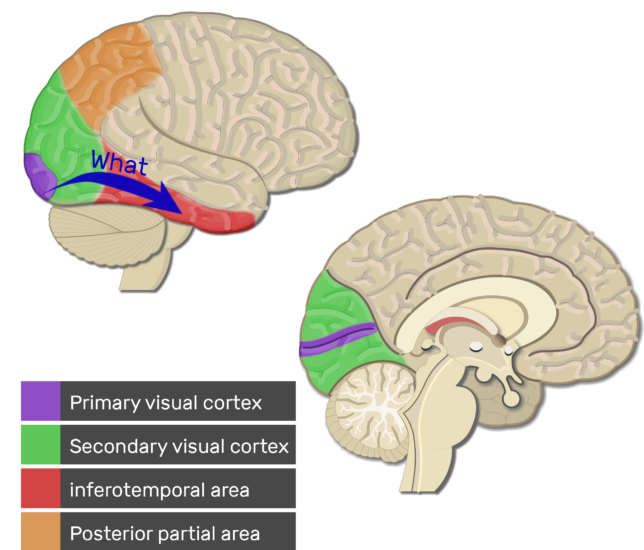 visual cortex