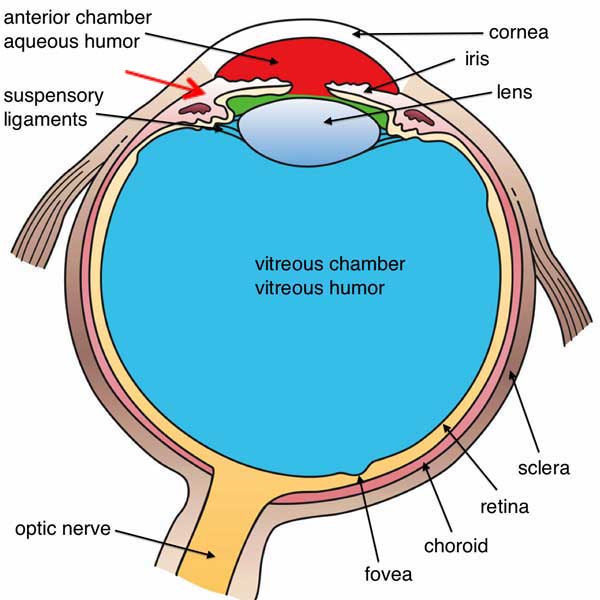 vitreous chamber of eye
