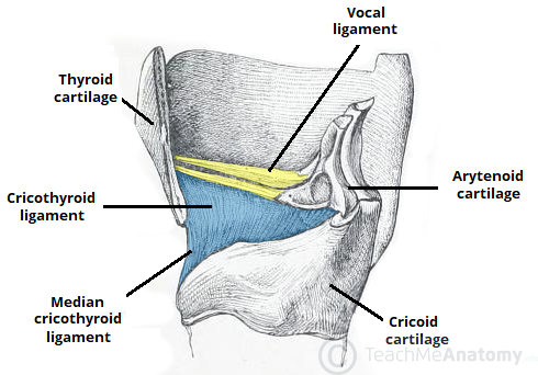 vocal ligament