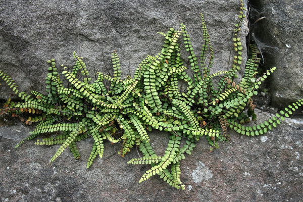 wall fern