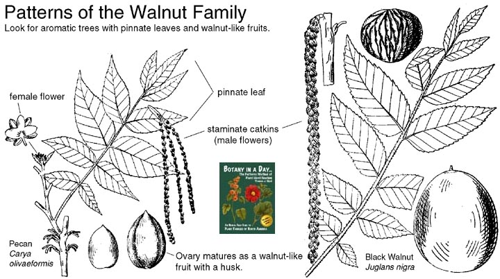 walnut family