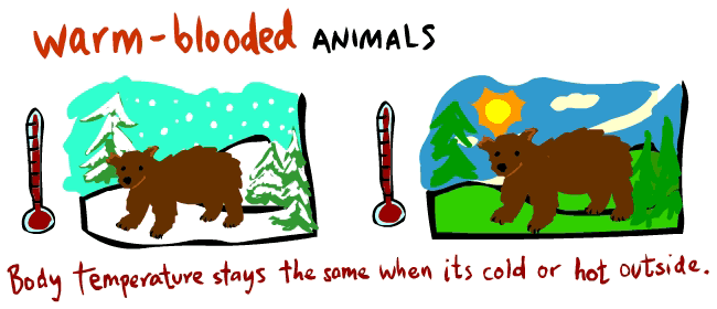 warm-blooded animals