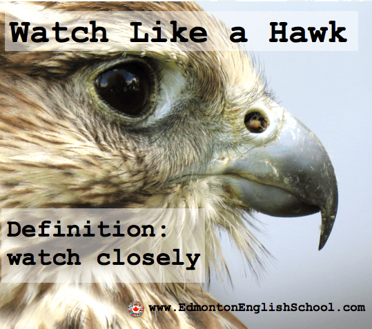 watch like a hawk
