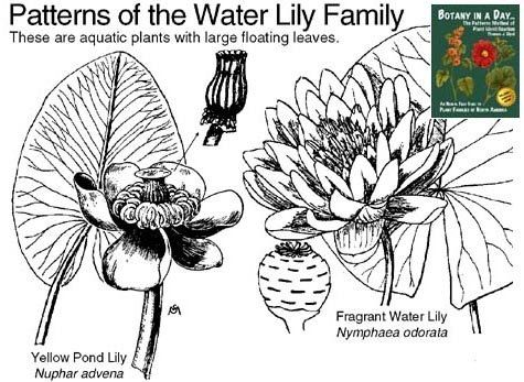 water lily family