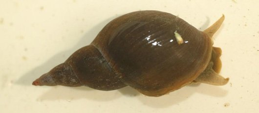 water snail