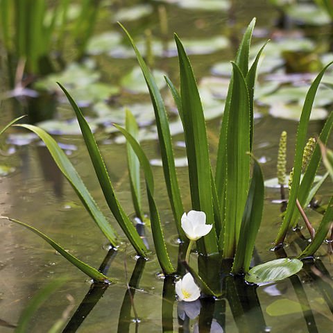 water soldier