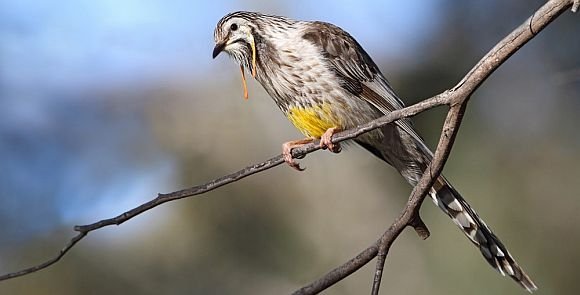 wattlebird