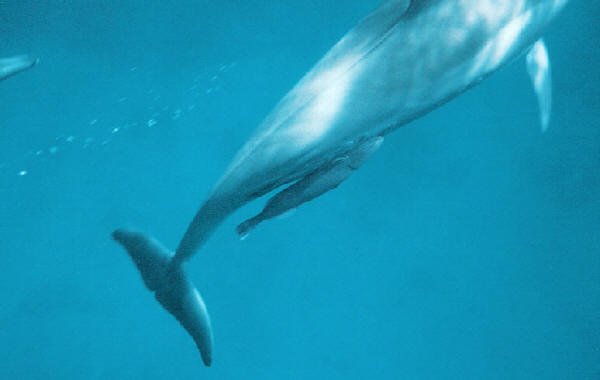 whalesucker