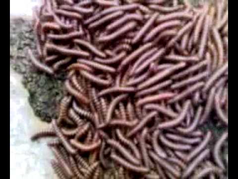 wheatworm