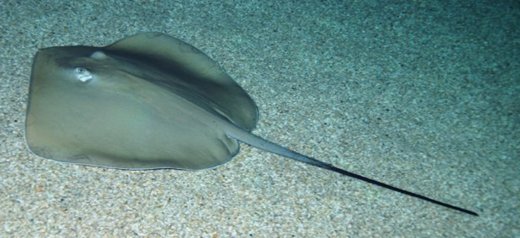 whip-tailed ray