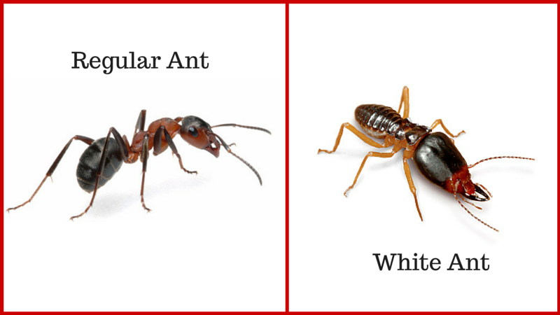 white-ant
