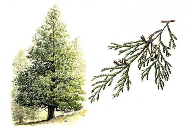 white cedar