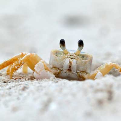 white crab