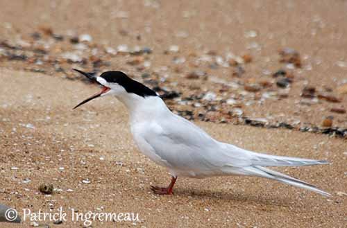 white-fronted tern