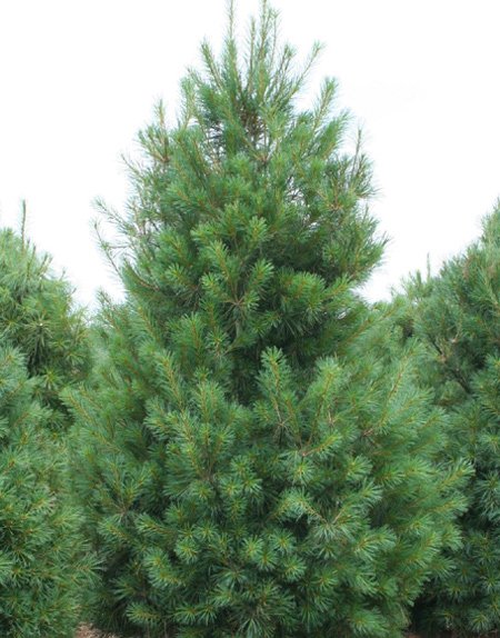 white pine