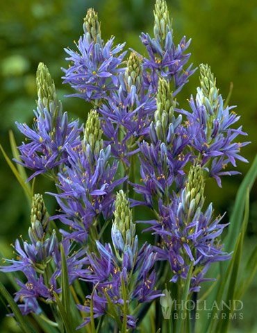 wild hyacinth