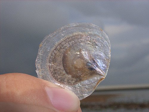 windowpane shell