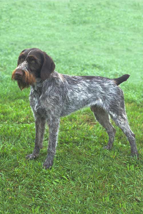 wirehaired