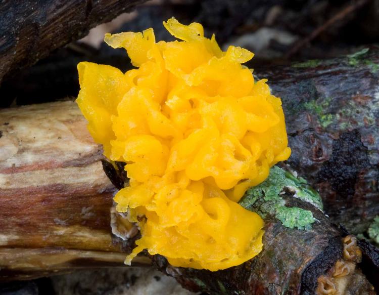 witches’ butter