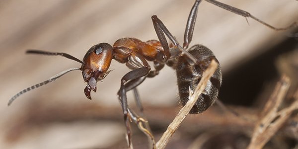 wood ant