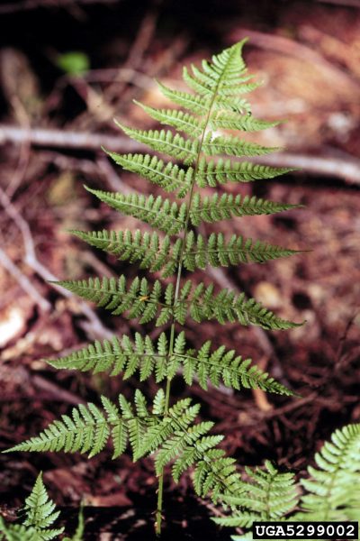 wood fern