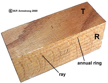 wood ray