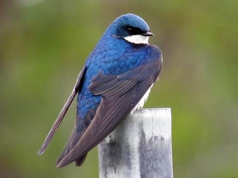 wood-swallow