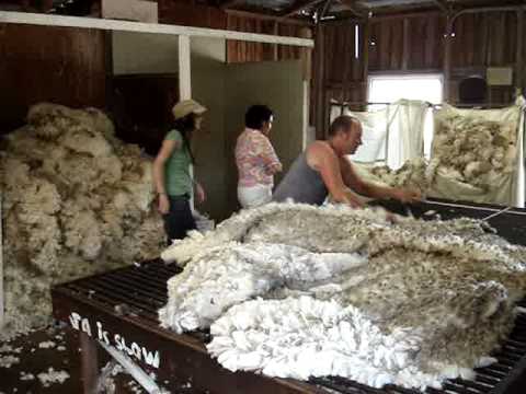 wool classing