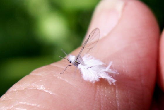 woolly aphid