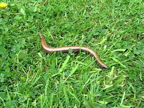 worm grass