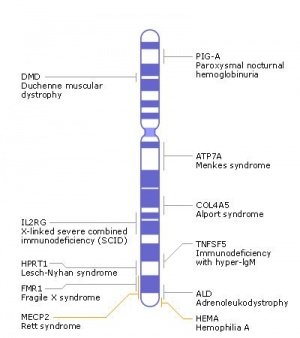 X chromosome

X-chromosome

X-chromosome

X-chromosome
