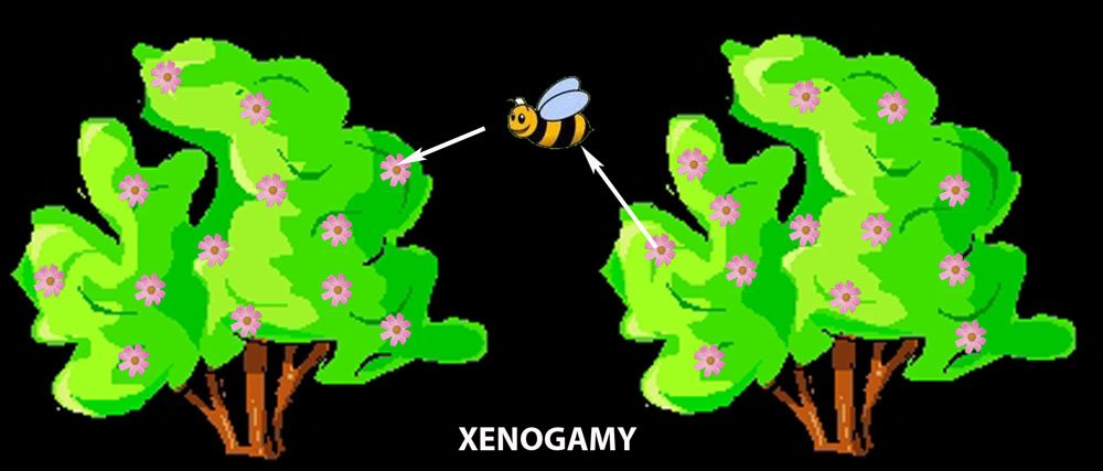 xenogamy