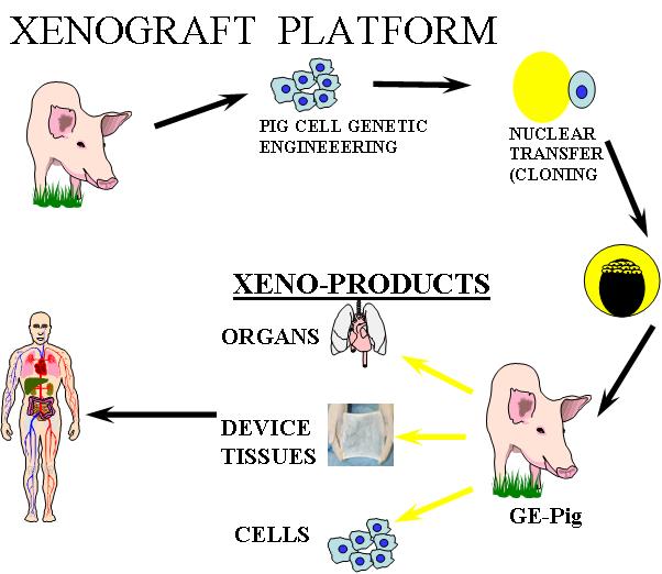 xenotransplant