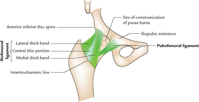 y-shaped ligament