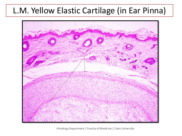 yellow cartilage
