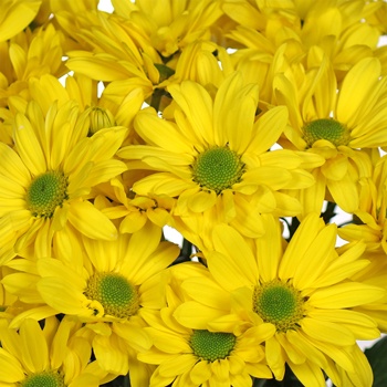 yellow daisy