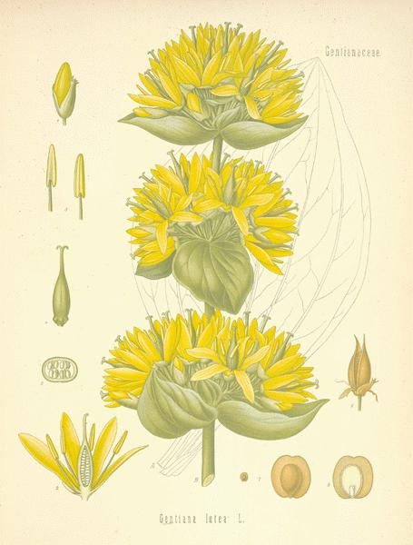 yellow gentian