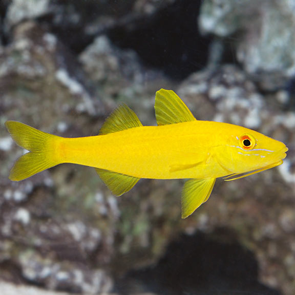 yellow goatfish